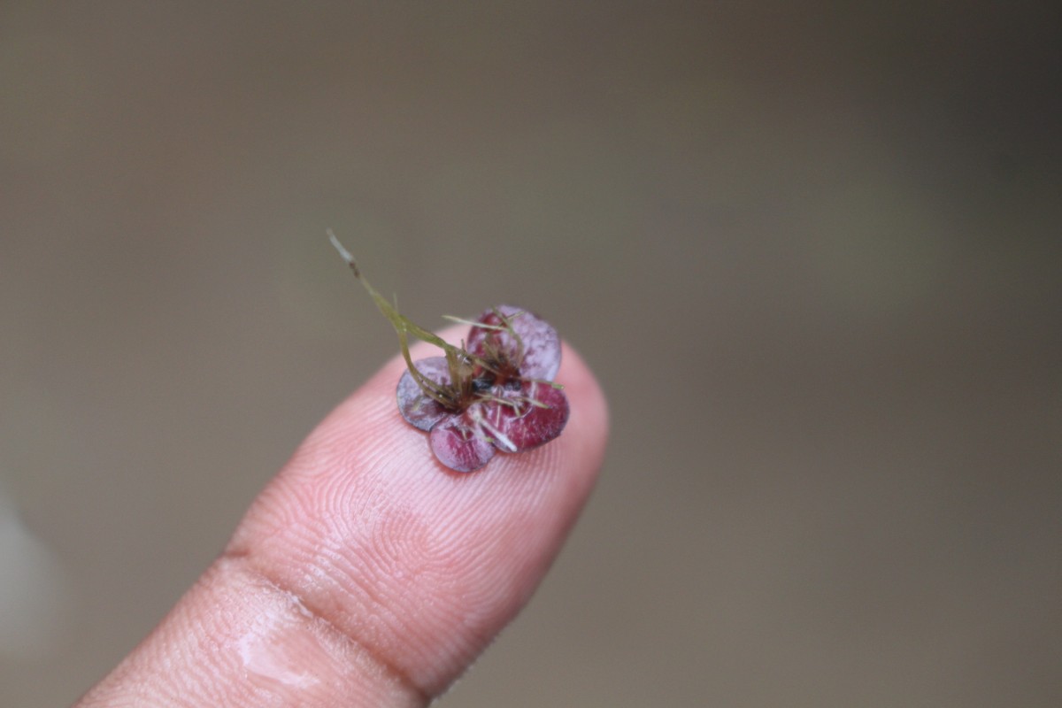 Spirodela polyrhiza (L.) Schleid.